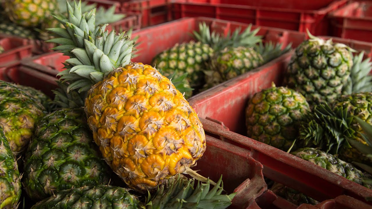 Type Of 15 Foods That Can Help You To loose Weight